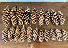 Load image into Gallery viewer, A selection of 5 outsized fir cones
