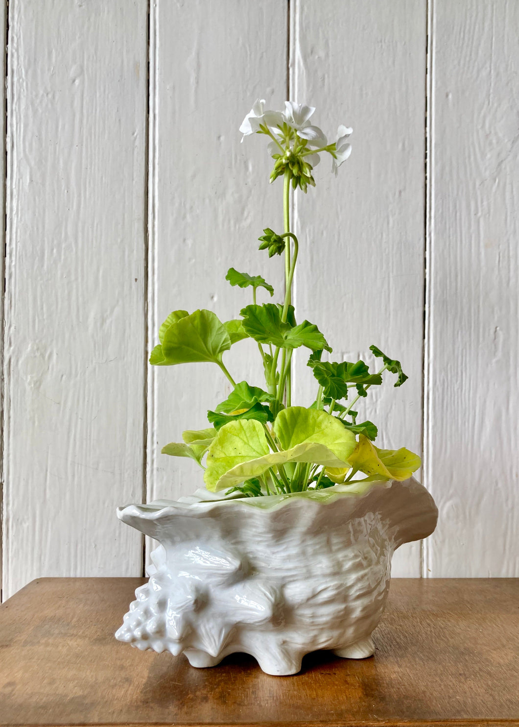 Medium sized white shell vase/planter