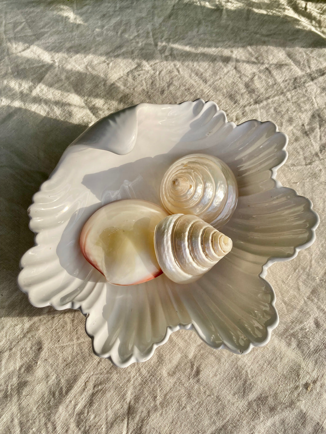 White Italian clam shell dish