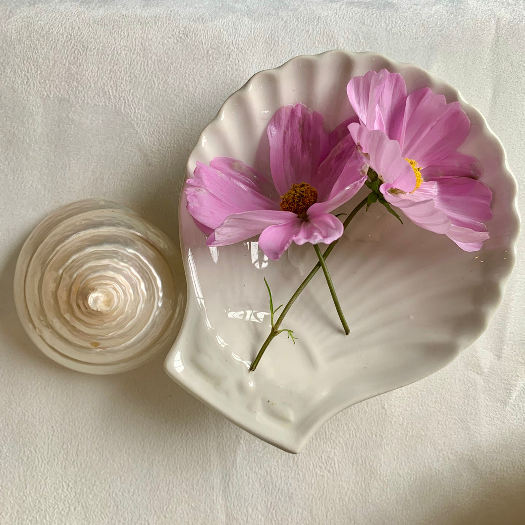 White scallop shell dish